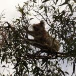 Kennet River koala sugli alberi